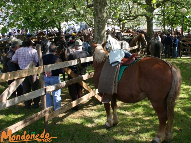 As Quendas 2006
Caballos en la feria.
