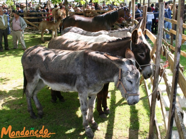 As Quendas 2006
Feria de As Quendas.
