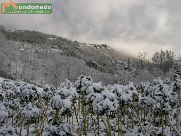 Nieve en Tronceda
Foto enviada por MCC.
