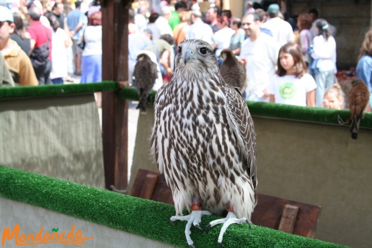 Mercado Medieval 2006
Aves de cetrería
