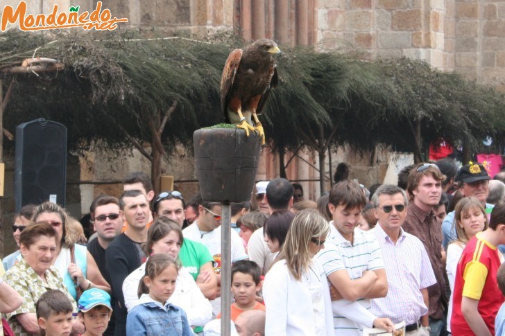 Mercado Medieval 2006
Aves de cetrería
