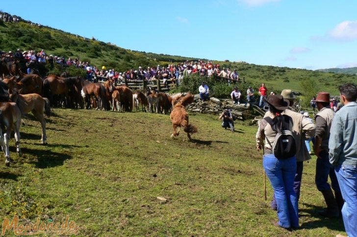 Rapa das Bestas 2007
Caballos en el curro
