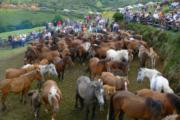 Rapa das Bestas 2007
Caballos en el curro
