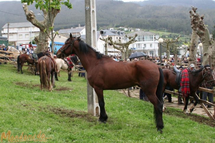 As Quendas 2007
Caballos de la feria
