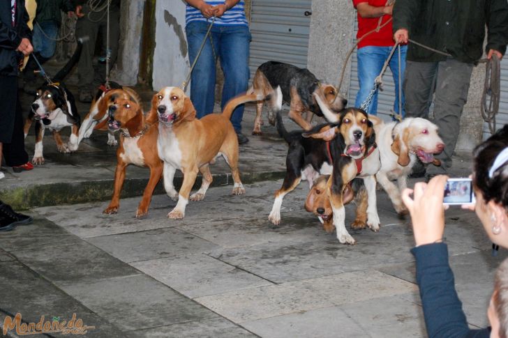 Nocturno para aullidos y pezuñas
Perros. Foto de Mario Baamonde
