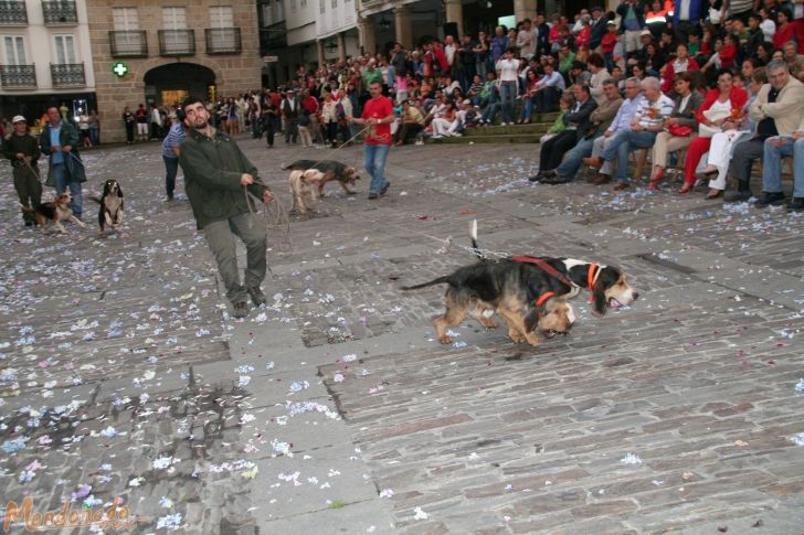 Nocturno para aullidos y pezuñas
Perros siguiendo el rastro
