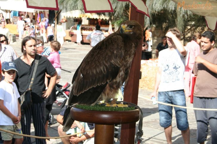 Mercado Medieval 2008
Aves de cetrería
