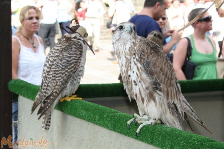 Mercado Medieval 2007
Aves de cetrería
