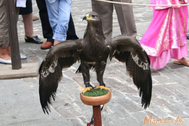 Mercado Medieval 2007
Aves de cetrería
