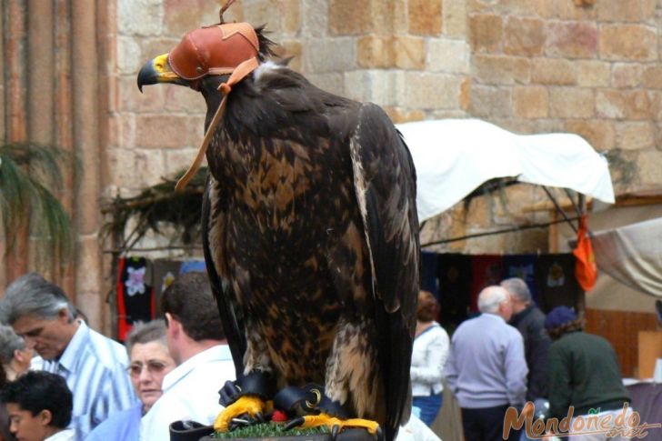 Mercado Medieval 2007
Cetrería. Foto cedida por mindonium.com
