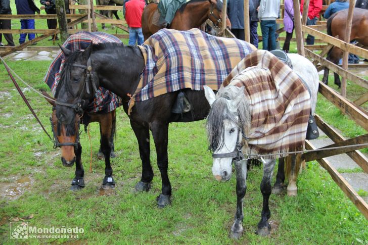 As Quendas 2010
Caballos en la feria
