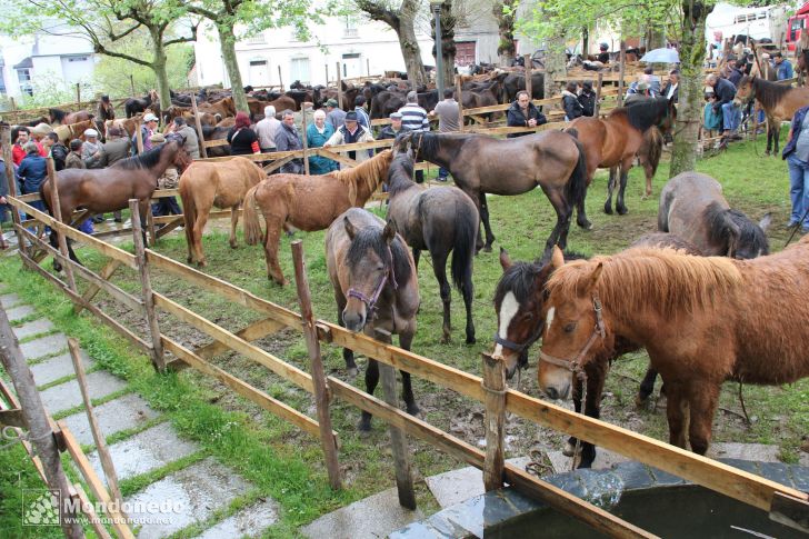 As Quendas 2010
Caballos en la feria
