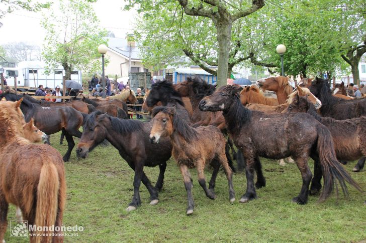 As Quendas 2010
Caballos en la feria
