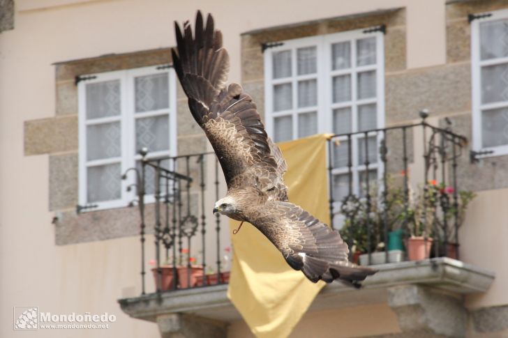 Mercado Medieval 2010
Volando en la plaza
