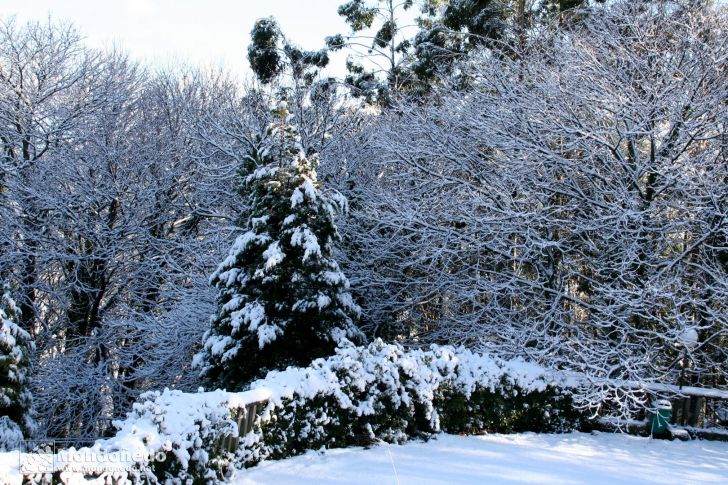 Nieve en Mondoñedo
Árboles nevados
