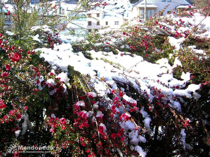 Nieve en Mondoñedo (colaboraciones)
Foto de Anxo y Moncho García
