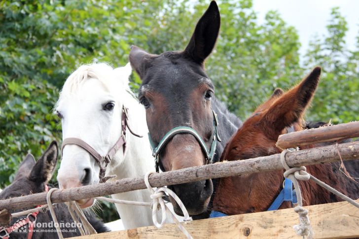 Víspera de la feria
Los caballos esperando la feria
