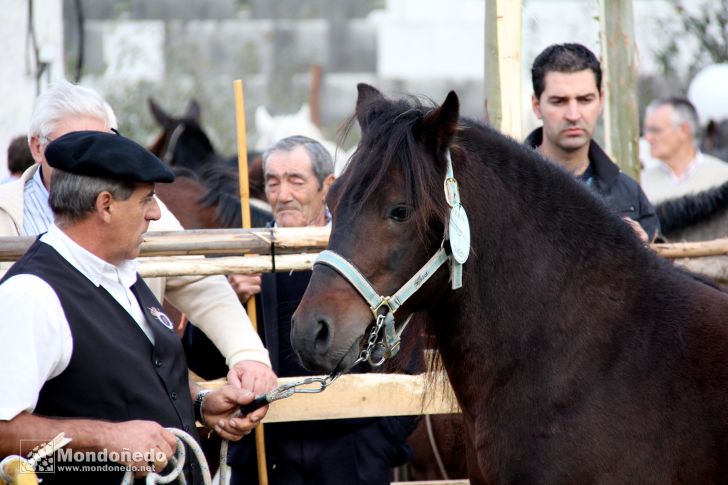 Concurso morfológico
Antes de comenzar
