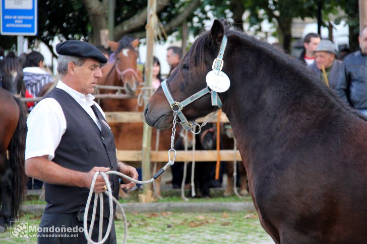 Concurso morfológico
Evaluando los caballos
