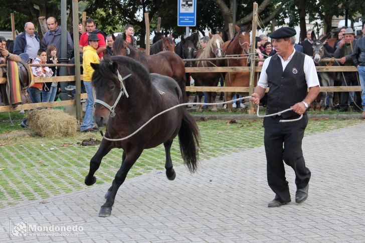 Concurso morfológico
Mostrando las habilidades del caballo
