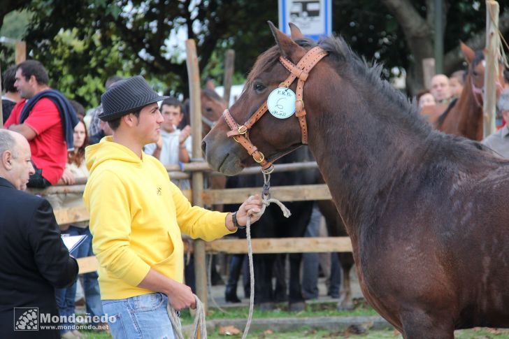 Concurso morfológico
Participante mindoniense
