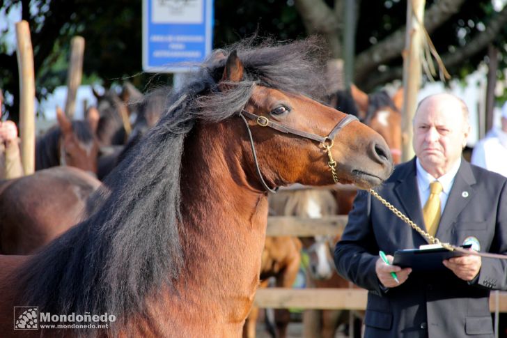 Concurso morfológico
Calificando los caballos
