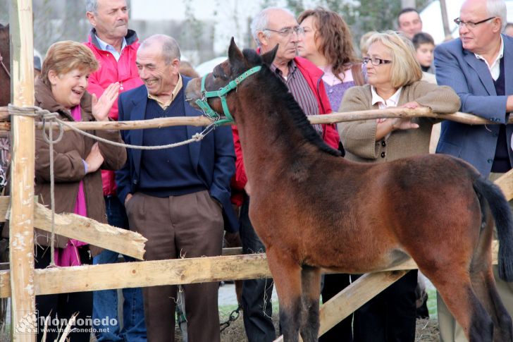 Concurso morfológico
El público se divierte con los caballos
