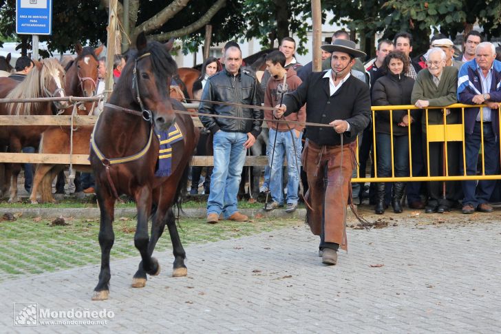 Caballos Pura Raza Gallega
Exhibición de doma
