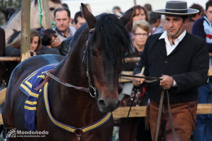 Caballos Pura Raza Gallega
Exhibición de doma
