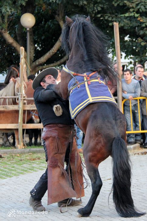 Caballos Pura Raza Gallega
Un abrazo
