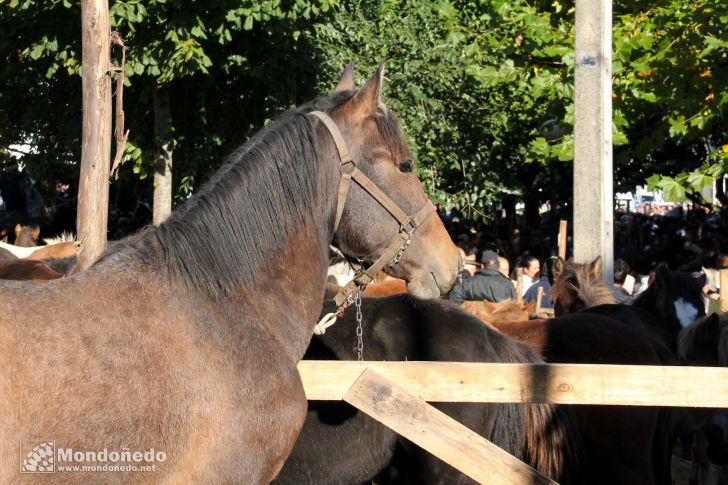 As San Lucas
Caballos en la feria
