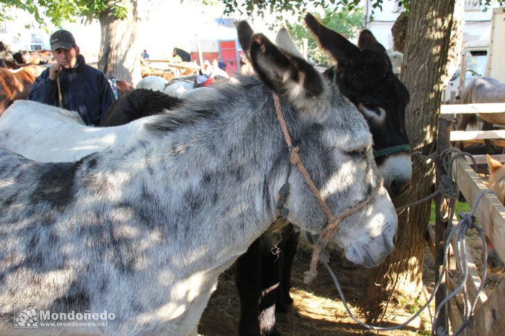 As San Lucas
Feria de ganado
