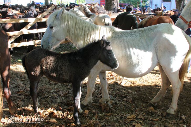 As San Lucas
Caballos en la feria
