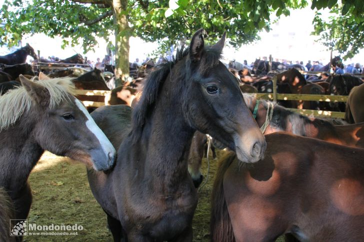 As San Lucas
Caballos
