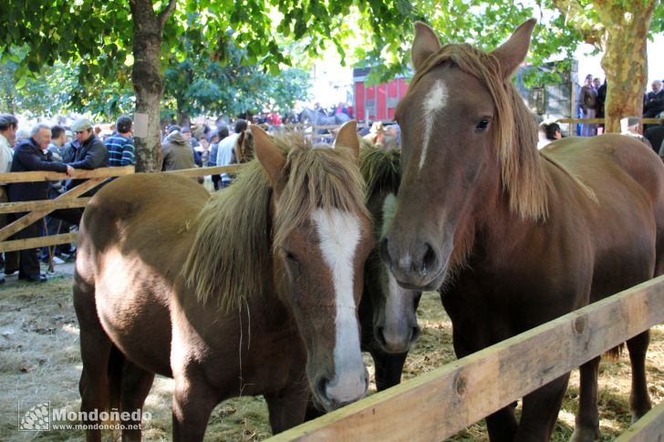 As San Lucas
Caballos en la feria
