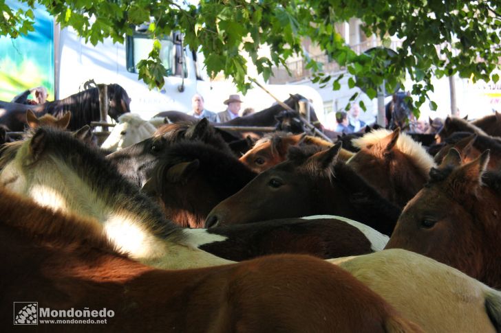 As San Lucas
Ganado caballar
