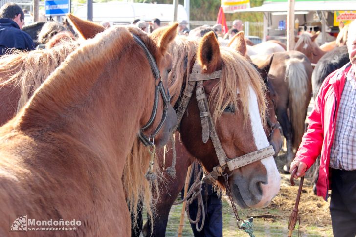 As San Lucas
Caballos de la feria
