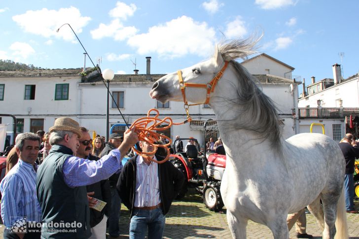 As San Lucas
Caballos en la feria
