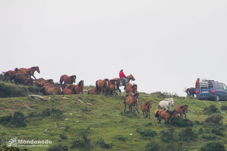 Rapa das Bestas
Bajando los caballos al curro
