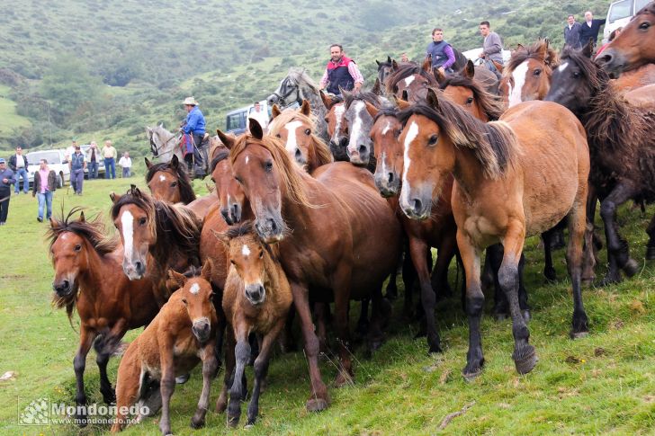 Rapa das Bestas
Metiendo los caballos en el curro
