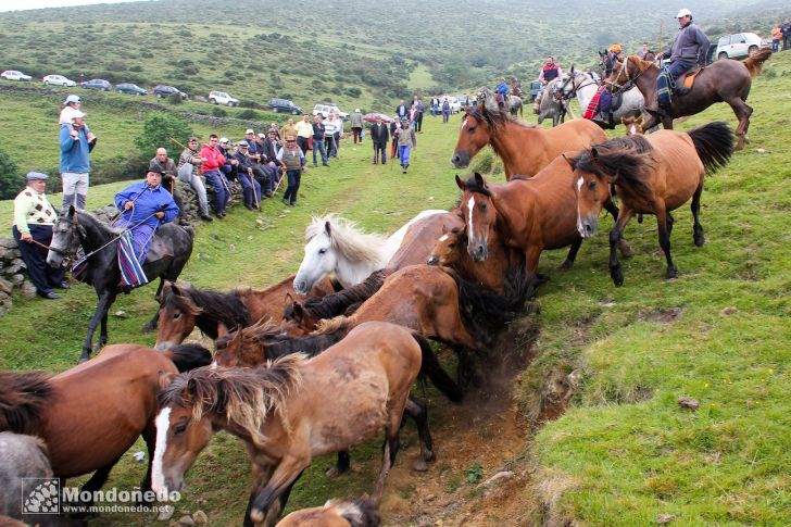 Rapa das Bestas
Metiendo los caballos en el curro
