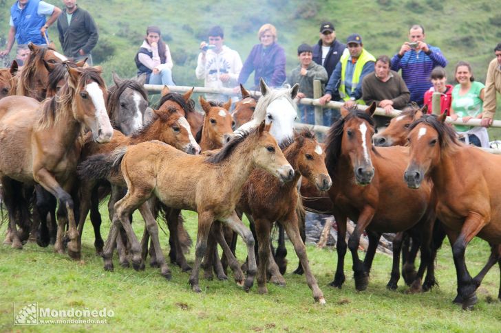 Rapa das Bestas
Juntando los caballos
