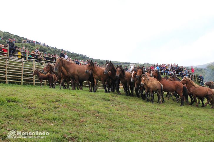 Rapa das Bestas
Caballos en el curro
