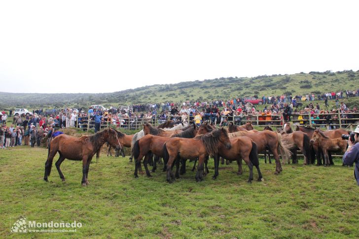 Rapa das Bestas
Caballos en el curro
