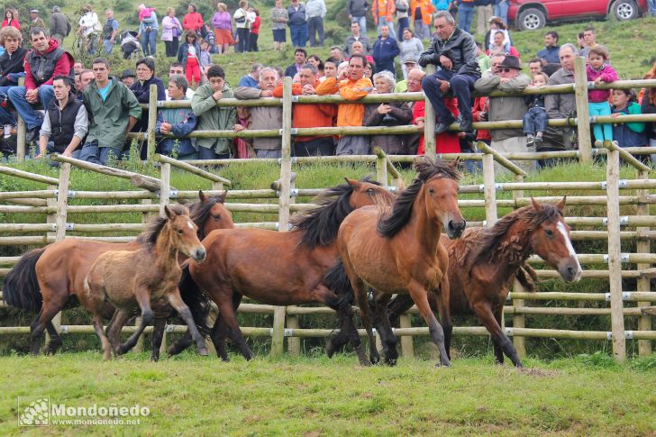 Rapa das Bestas
Caballos en el curro
