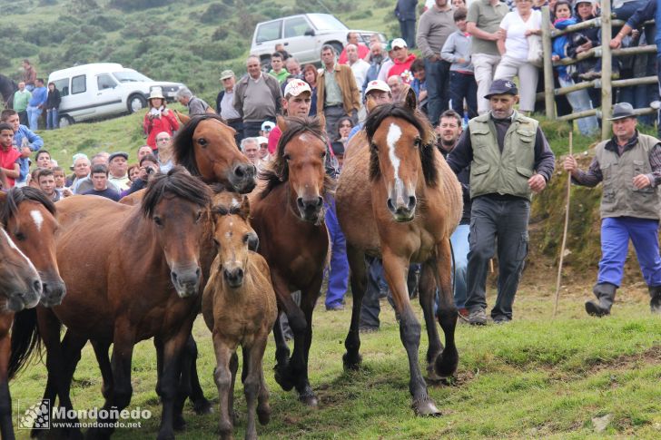 Rapa das Bestas
Caballos en el curro
