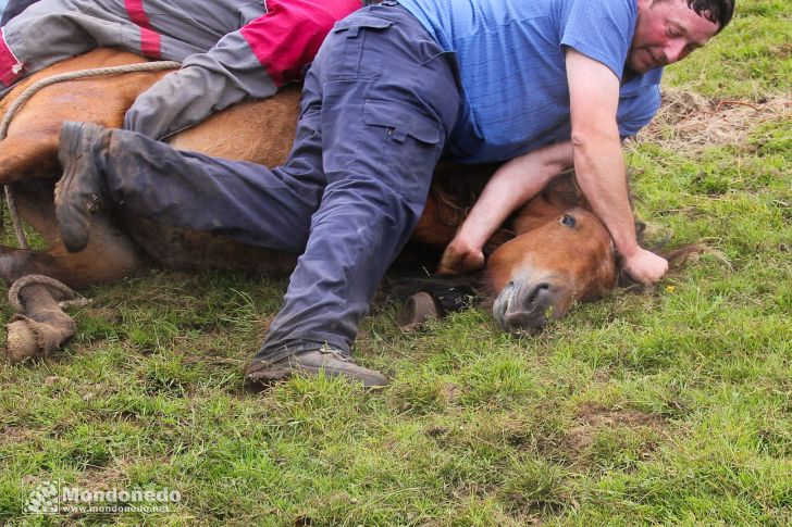 Rapa das Bestas
Dominando al caballo
