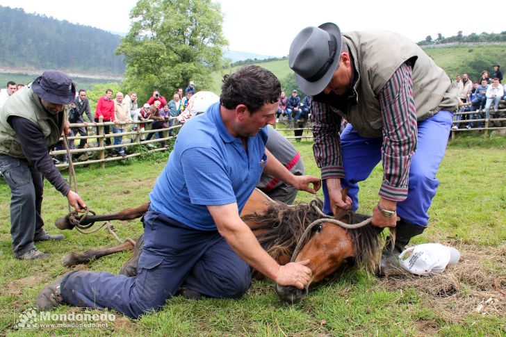 Rapa das Bestas
Agarrando un caballo
