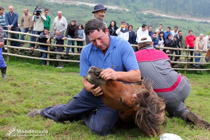 Rapa das Bestas
Tumbando un caballo
