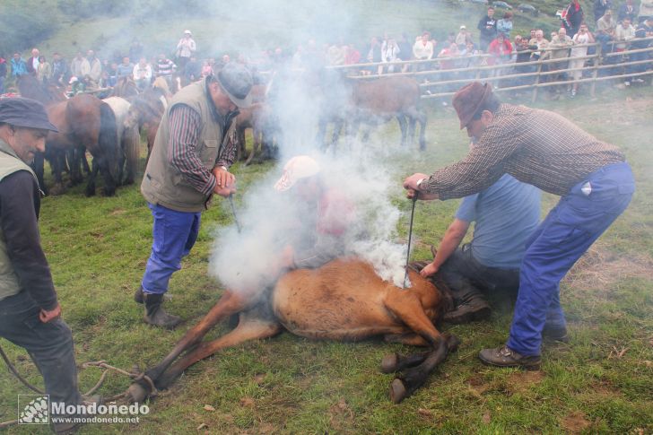 Rapa das Bestas
Marcando a fuego
